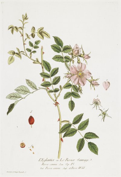 L&39;Eglantier（Wild Rose）、誰もがアクセスできるラブティックから、1774 作： Nicolas Francois Regnault